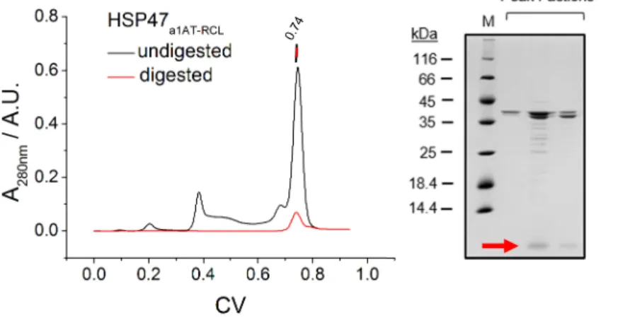 Figure  3.10 │ CMP  affinity  of  the  α 1AT-RCL  mutant.  (Left)  Comparison  of  the  concentration  dependent  interaction of HSP47 WT  (black) and HSP47 α1AT-RCL  (red) with immobilized CMP-R18 in McIlvaine buffer pH 7.5
