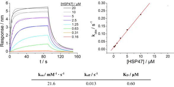 Figure 3.12 │  BLI response in dependency on analyte concentration. Binding of a serial dilution of HSP47 WT