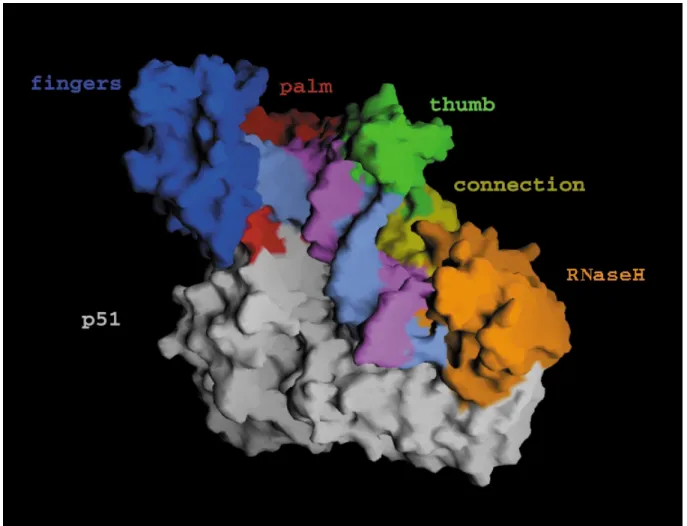 Abbildung  1.5-1: Kristallstruktur der HIV-1 RT im Komplex mit einer 18/19mer DNA/DNA, die in magenta/hellblau gezeigt ist [26] 