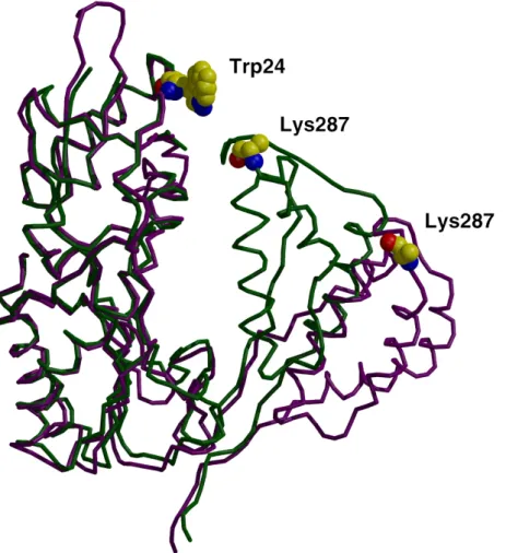 Abbildung 1.5-2: Kristallstruktur der Finger- und Daumen-Domäne der p66-Untereinheit von ligandenfreier HIV-1 RT (grün,  [27] ) und RT im Komplex mit dsDNA (lila [28] )
