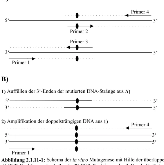 Abbildung 2.1.11-1: Schema der in vitro Mutagenese mit Hilfe der überlappenden PCR.