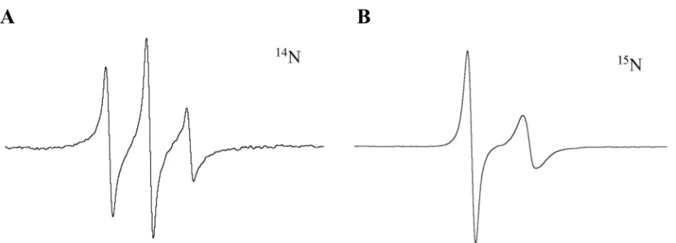Abbildung  2.5.1.2-2:  ESR-Spektren von MTS-Spinsonden gebunden an HIV-1 RT. Die Hyperfeinaufspaltung ist abhängig von der Kernspinquantenzahl: A, MTS ( 14 N,  I  = 1); B, MTS ( 15 N, I = ½).
