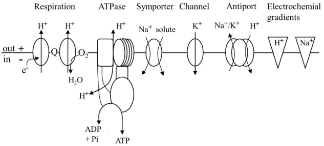 Figure 1: The major transporters that are relevant for cation homeostasis in C. glutamicum