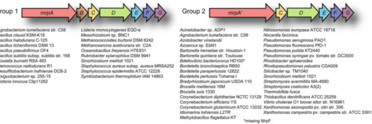 Figure 2: Gene arrangements of group 1 and group 2 mrp operons.