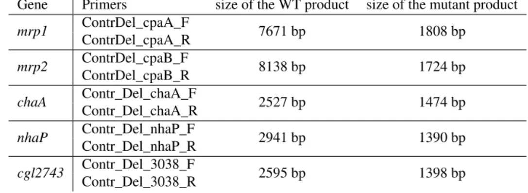 Table 6: Primers used for the verification of gene deletion and sizes of the resulting PCR fragments Gene Primers size of the WT product size of the mutant product mrp1 ContrDel_cpaA_F 7671 bp 1808 bp ContrDel_cpaA_R mrp2 ContrDel_cpaB_F 8138 bp 1724 bp Co