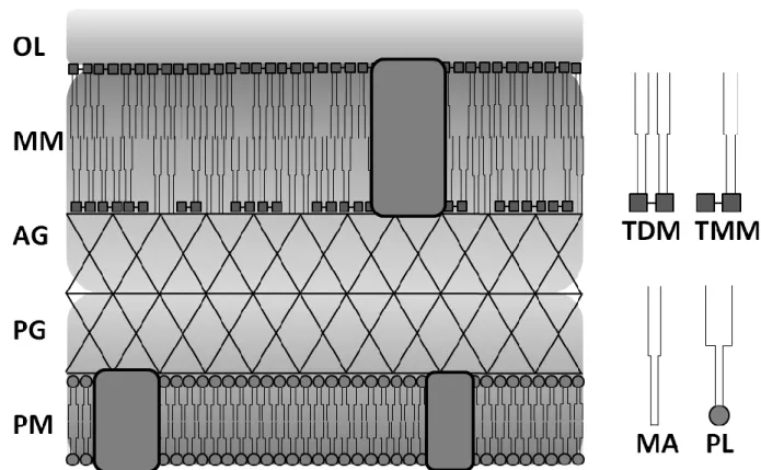 Figure 1: Cell envelope structure of C. glutamicum. PM: plasma membrane; PG: peptidoglycan layer; 