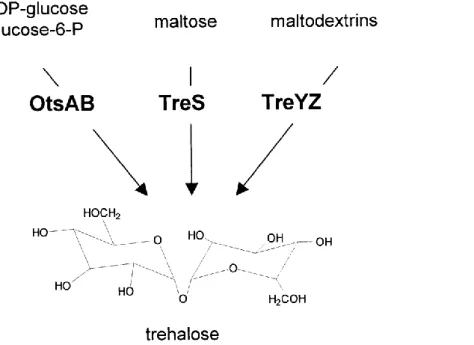 Figure  2:  Trehalose  synthesis  in  C.  glutamicum.  OtsA:  trehalose-6-phosphate  synthase;  OtsB: 