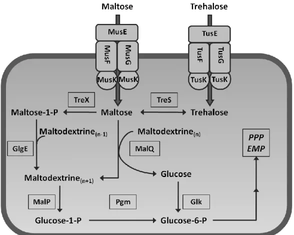 Figure  3:  Uptake  and  degradation  of  trehalose  and  maltose  in  C.  glutamicum