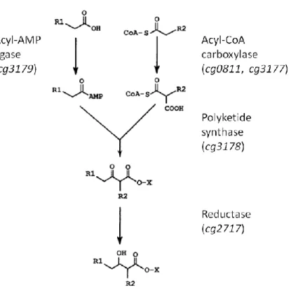 Figure 4: Final steps of mycolic acid synthesis. Gene numbers for C. glutamicum genes encoding the  presented  enzymes  are  given  in  brackets