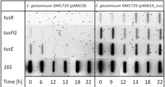 Figure  7:  Analysis  of  tus-gene  expression  by  RNA-hybridisation.  Total  RNA  was  isolated  during  bioreactor cultivation of C