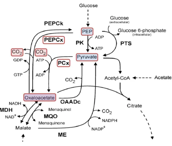 Figure  1.2:  Pyruvate,  PEP,  oxaloacetate  and  malate  conversions  in  C.  glutamicum  (modified,  (Netzer  et  al.,  2004))