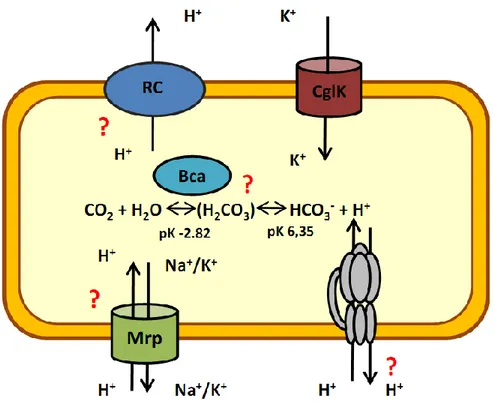 Figure 1.5: Components involved in pH homeostasis in C. glutamicum. Potassium import via CglK was shown to  be  essential  at  acidic  pH  (Follmann  et  al.,  2009a)