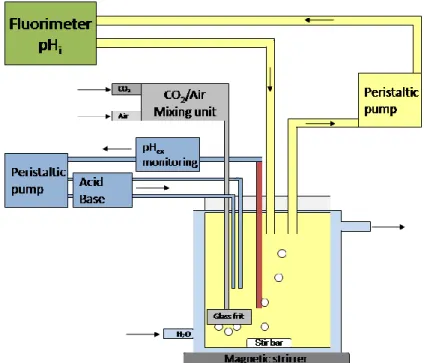 Figure  2.2:  Setup  for  pH i   measurements.  The  culture  is  kept  in  a  small  bioreactor  equipped  with  aeration,  pH  control, mixing unit and a water jacket
