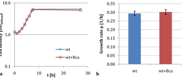Figure  3.9:  Growth  kinetics  (a)  and  growth  rates  (b)  of  C.  glutamicum  wild  type  with  and  without  bca  overexpression  on  pyruvate as  sole  carbon  source