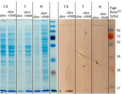 Figure 3.10: Western Blot analysis to show synthesis of the cyanobacterial SbtB protein in C