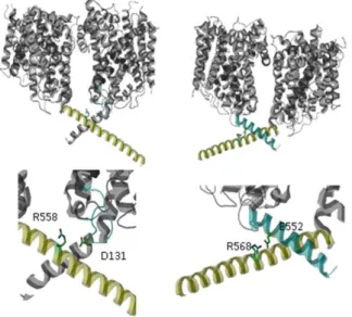 Fig. 1-5: C-terminal inter protomer contacts in the C-terminal helices. Salt-bridge between R558 and D131 in  loop2  of  the  neighbouring  protomers  (left)  and  the  interaction  of  R568  and  E552  of  the  same  protomers  (right)