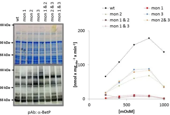 Fig.  3-3:  SDS-PAGE/western  blot  analysis  of  E. coli MKH13  cells  that  expressed  different  genetically  fused  BetP  trimers  (left)