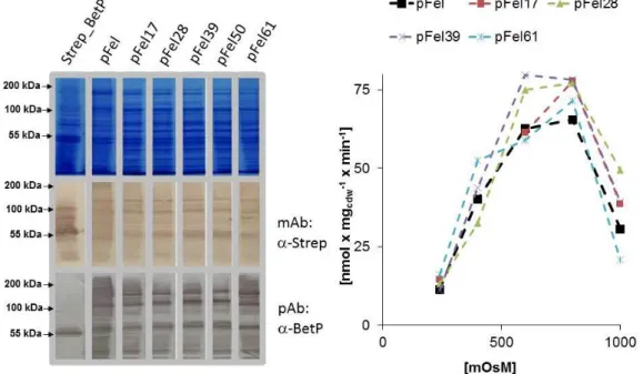 Fig.  3-5:  SDS-PAGE/western  blot  analysis  of  E. coli MKH13  cells  that  had  expressed  different  genetically  fused BetP trimers by the respective pFel vectors (left)