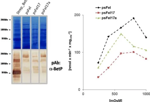 Fig.  3-6:  SDS-PAGE/western  blot  analysis  of  E. coli MKH13  cells  that  had  expressed  different  genetically  fused  BetP_C12  trimers  by  the  respective  psFel  vectors  (left)
