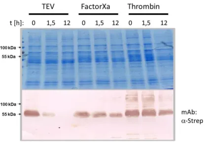 Fig.  3-12:  SDS-PAGE  western  blot  analysis  of  Strep_tag  removal  by  different  site  specific  proteases