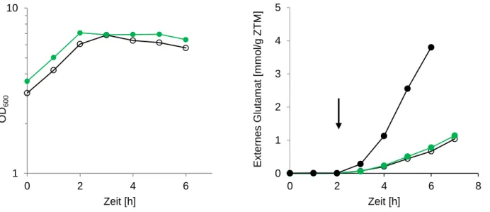 Abb. 12:  Wachstum  von  C. glutamicum ΔmscCG  sowie  Glutamatefflux  nach  Expression  von  MscCG_Q112L_V115S-His  (LOF)  und  Zugabe  von  Penicillin