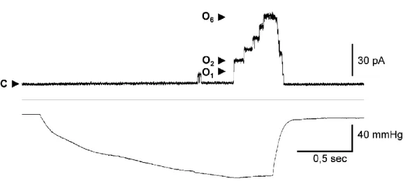 Abb.  21:  Beispiel  der  Kanalaktivität  von  MscCG  in  E. coli  MJF612-Sphäroplasten