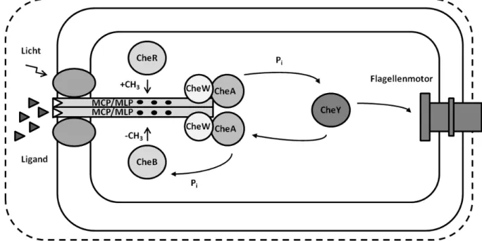 Abbildung 1: Schematische Darstellung der Zwei-Komponenten Signalkaskade aus E. coli und H