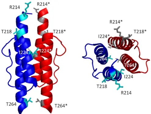 Abbildung 12: Struktur der HAMP Domäne aus Af1503 von A. fulgidus (PDB2L7H, modifiziert)