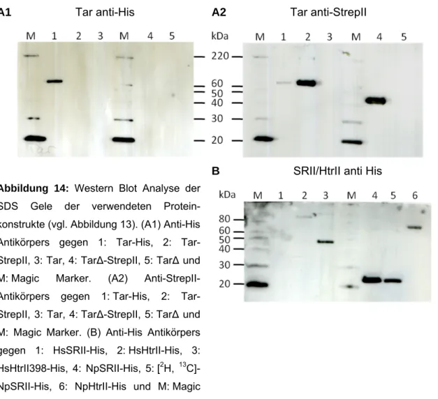 Abbildung 14: Western Blot Analyse der  SDS Gele der verwendeten  Protein-konstrukte (vgl