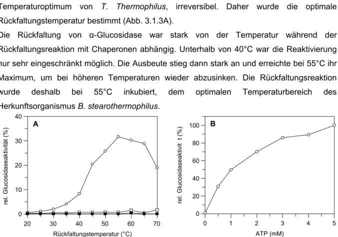 Abb. 3.1.3 Optimierung der Bedingungen des α-Glucosidaseassays  A Temperaturabhängigkeit der α-Glucosidaserückfaltung 