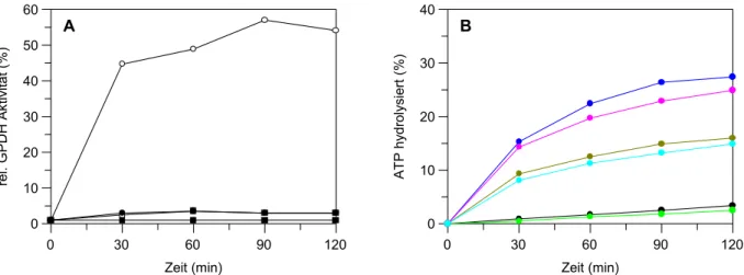 Abb. 3.2.4 Rückfaltung von GPDH und ATP-Verbrauch  A Rückfaltung von GPDH 