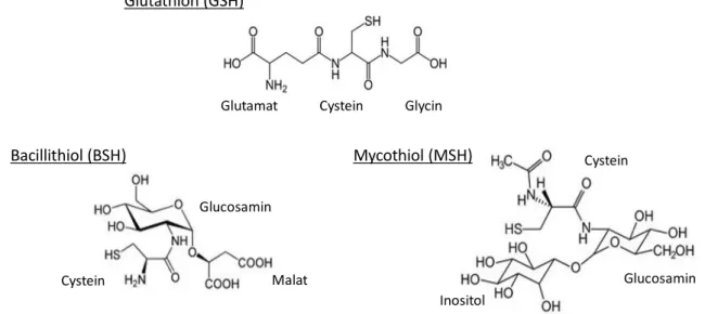 Abbildung 5: Strukturformen von Glutathion (GSH), Bacillithiol (BSH) und Mycothiol (MSH) 