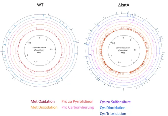 Abbildung 18: Proteom von C glutamicum WT und  ∆ ∆ ∆ ∆ katA-Stamm. Jeder Ring beschreibt eine farblich dazu abgestimmte  oxidative Modifikation