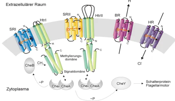Abb. 3: Schematische Darstellung der Funktion der vier Rhodopsine aus H. salinarum.