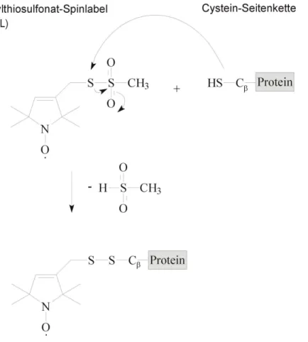 Abb. 8: Schematische Darstellung der Kopplungsreaktion des MTS-Spinlabels an die Cysteinseitenkette eines Proteins
