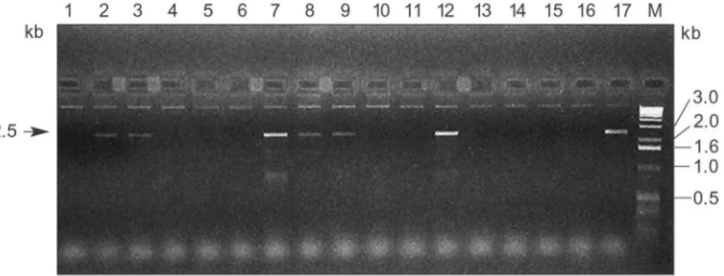 Abb. 18: Gelelektrophoretische Auftrennung der PCR-Reaktionsansätze (1-10)     Kolonien der Transformation mit pBL7 Mev ba 3 I-IVHis und (11-17)   pBL7 Mev ba 3 I-IVStrep