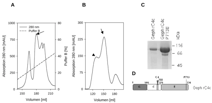 Abb.  2.1:  Aufreinigung  von  rekombinant  in  E.  coli  exprimierten  Gephyrin  rC4c-Varianten