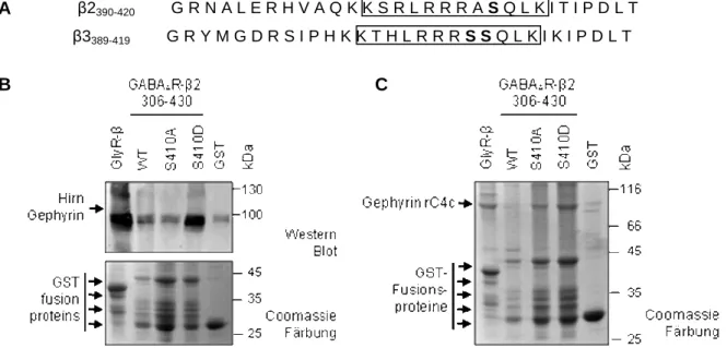 Abb.  2.5:  Untersuchung  eines  möglichen  Einflusses  von  phosphoryliertem  Serin  410  auf  die  Gephyrin- Gephyrin-GABA A R-β2-Loop Interaktion