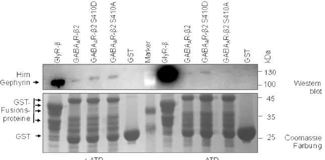 Abb.  2.6:  In  vitro  Phosphorylierung  von  GABA A R-β2-Loop-Varianten  mit  ATP  und  Hirn-Rohextrakt