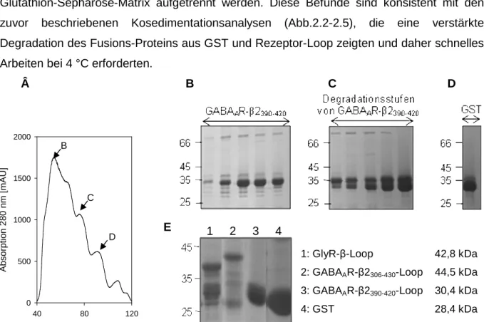 Abb. 2.8:  Aufreinigung von  in E. coli rekombinant exprimiertem GST-GABA A R-β2 390-420 -Loop