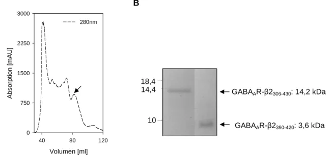Abb.  2.9:  Aufreinigung  des isolierten  GABA A R-β2 390-420 -Loops.  (A)  Größenausschlusschromatographie  nach  affinitätschromatographischer  Aufreinigung  über  Glutathion-Sepharose-Matrix  und  Abspaltung  der  GST-Fusion  mittels PreScission-Proteas