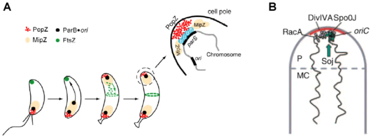 Figure 1.3: Chromosome tethering factors in C. crescentus and sporulating B. subtilis