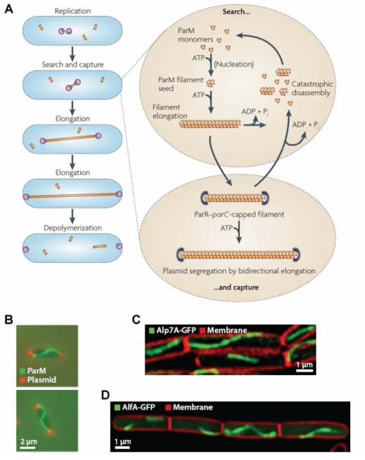 Figure 1.6: Bacterial actin homologues involved in plasmid partitioning. (A) Model of ParMRC mediated  plasmid segregation