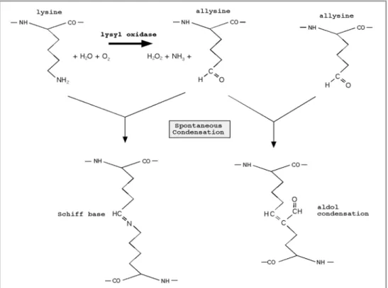 Figure  7. LOX-catalyzed  oxidation  of  primary amines in  lysine  residues  and  crosslink  formation  by  spontaneous condensation of the resulting aldehydes (from Kagan &amp; Cai, 1995)