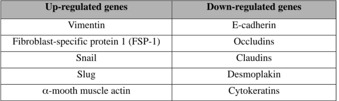 Table 2. Genes and their respective proteins that are up- or down-regulated during EMT.