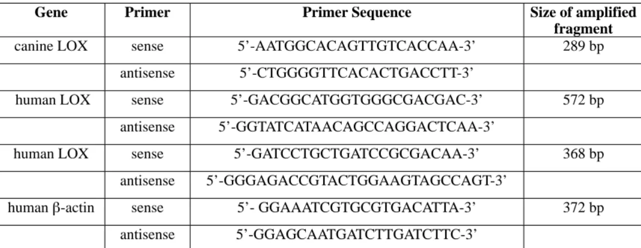 Table 3: Primers for RT-PCR detection of LOX in MDCK II cells and MCF-10A cells.