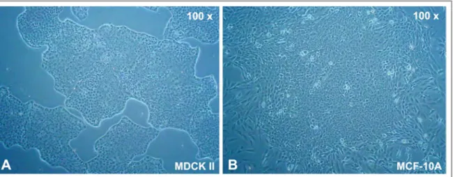 Figure  11. (A) MDCK II and  (B) MCF-10A cells display the  characteristic “cobblestone” morphology  of polarized epithelial cells in culture.