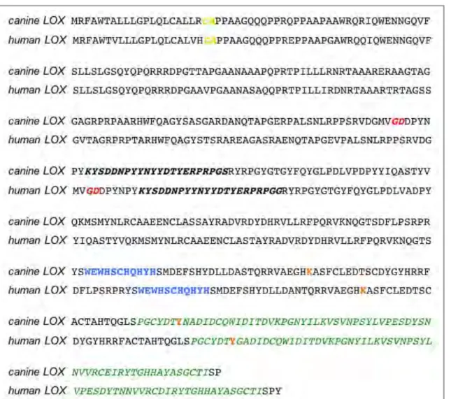 Figure  14.  Alignment  of  the  annotated  amino  acid  sequences  of  the  human  and  putative  dog  LOX  protein