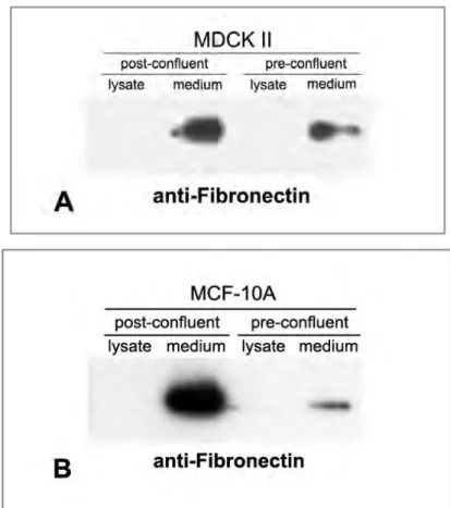 Figure 17. Detection of fibronectin in conditioned cell medium of MDCK II and MCF-10A cells