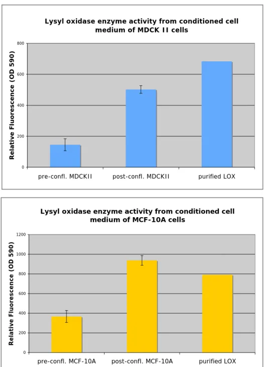 Figure  20.  BAPN-inhibitable  lysyl oxidase enzyme  activity  in conditioned  cell  medium of  MDCK  II  (top panel) cells and MCF-10A (bottom panel) cells